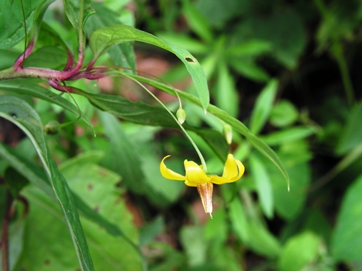 ดอกไม้ไหว Lysimachia lancifolia Craib<br/>Lysimachia lancifolia Craib